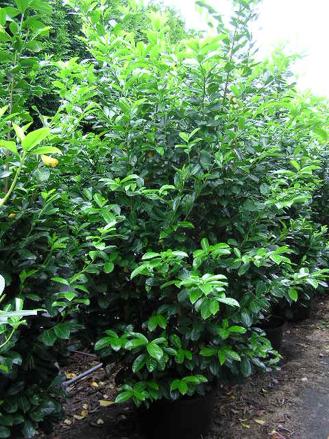 Prunus laur. Rotundifolia